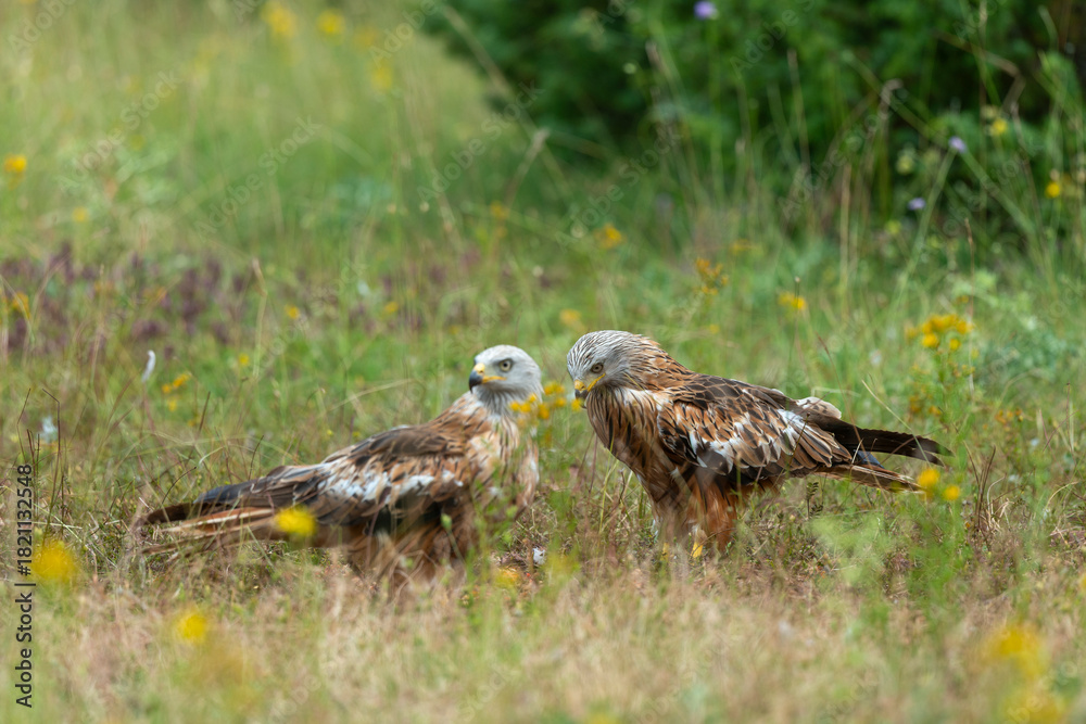 Obraz premium Milan royal