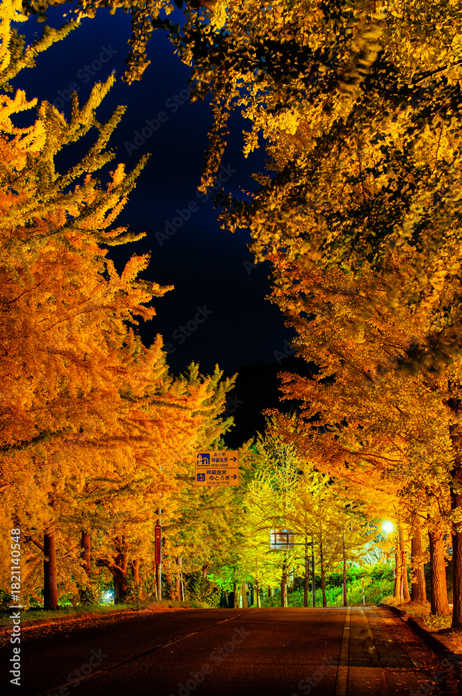 Fototapeta premium 銀杏並木の夜景