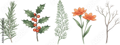 Watercolor botanical elements Rosemary, holly, cedar, marigold, and bare branch with winter and floral designs