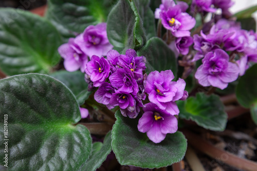 Flowers of domestic violets