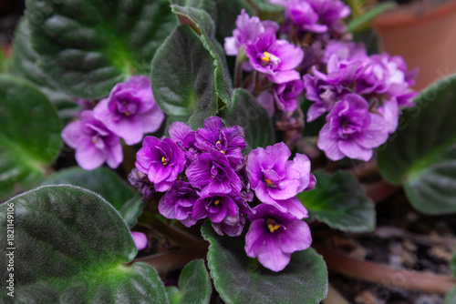 Flowers of domestic violets