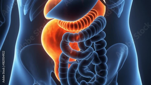 3D Visualization of Human Internal Abdominal Organs and Digestive System