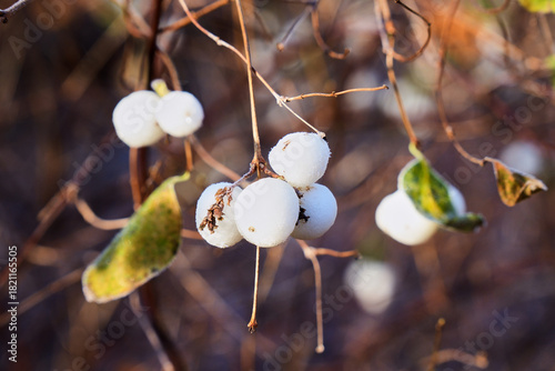 Eiskristalle auf Schneebeeren Wald 

