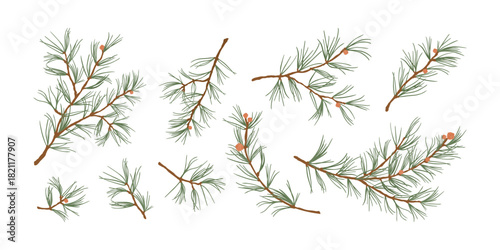 Set of pine branch vector illustration. Pastel green spruce element collection. Evergreen tree twig isolated on white background.