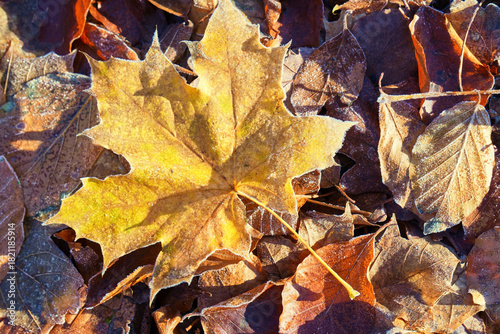 Eiskristalle auf bunten Laub im Wald und auf der Wiese
