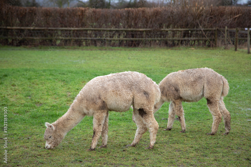 Fototapeta premium Alpacas living in a farm in Englands country side