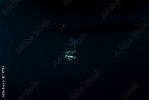 孵化して海を泳ぐアオウミガメの赤ちゃん　小笠原