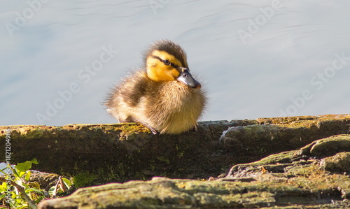 little yellow duck