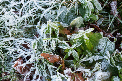 Eiskristalle auf bunten Laub im Wald und auf der Wiese