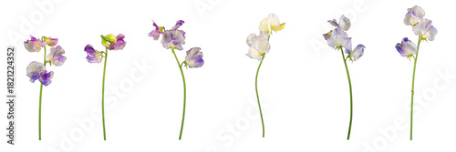 Isolated individual sweet pea flowers and stems - 6 white with purple edging. PNG.