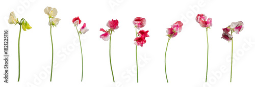Isolated individual sweet pea flowers and stems - 6 red and white and 2 cream flowers. PNG.