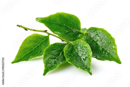 Vibrant Gymnema Sylvestre Leaves Isolated on a Bright White Background for Seasonal Freshness