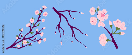 Cartoon Color Different Pink Japanese Sakura Branches Set Decoration Elements Concept Flat Design Style. Vector illustration