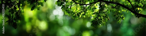 Stylized Nature Background: Close-Up of Lush Green Trees in a Seasonal Park Setting