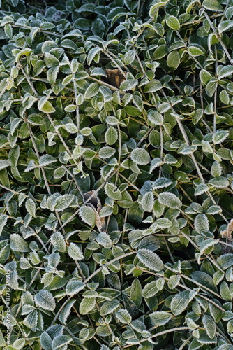 Periwinkle thickets covered with frost