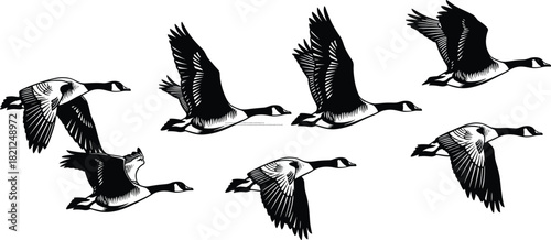 Detailed vector illustration showing a flock of Canadian geese flying, black and white isolated silhouettes, wild birds migration concept for graphic design.