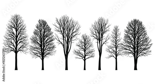 Collection of bare deciduous trees silhouettes showing complex branching structure, perfect for winter design background. isolated on white background, Vector, illustration