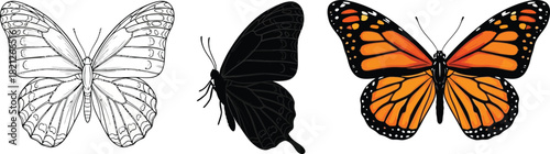 Butterfly illustration set including line art silhouette and color version vector design element for nature and wildlife projects