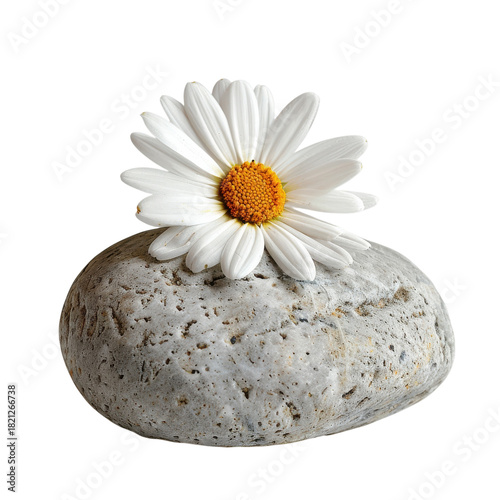 Flower Rests Gracefully on a Smooth Stone Against White Backdrop