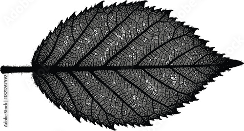 Detailed black and illustration showcasing the intricate vein structure and serrated edge of a single deciduous leaf