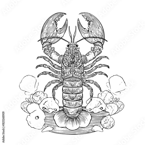 Detailed line art of a lobster with large claws surrounded by shells and a floral base design element