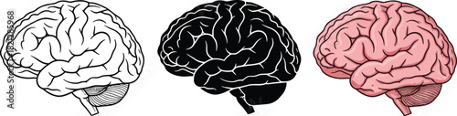 Human brain illustration in outline silhouette and color vector design for medical and educational purposes isolated on white background