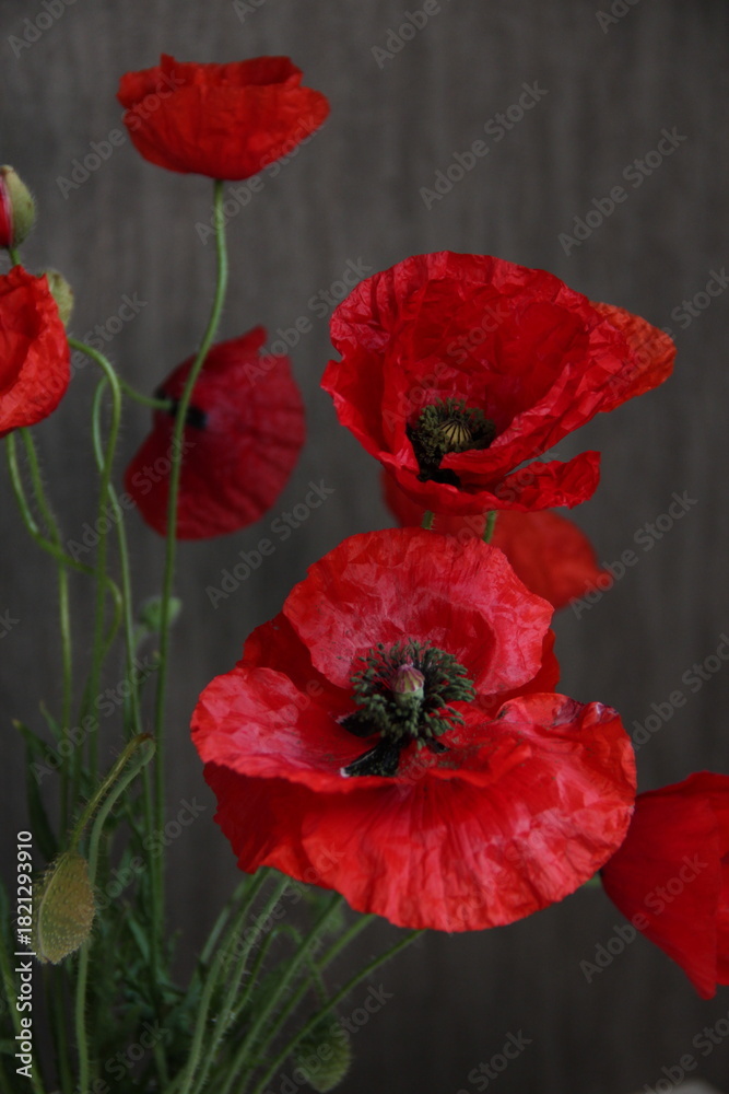 Fototapeta premium red poppy flower