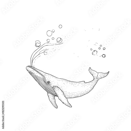 Whale breaching the surface with water spouting and bubbles in a black and white sketch illustration