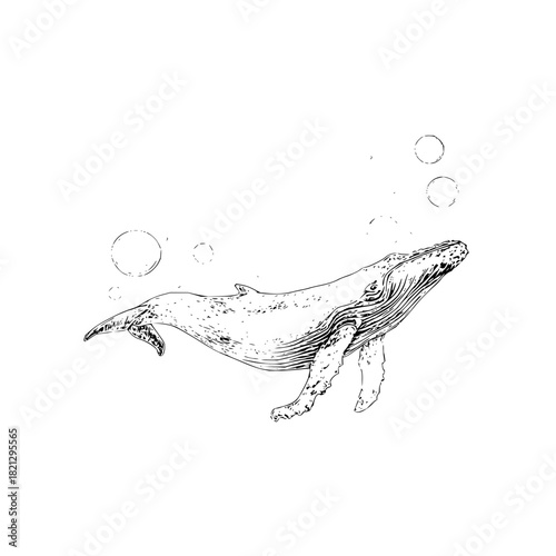 A sketch of a humpback whale swimming upwards with bubbles around it in a black and white illustration