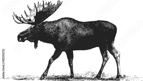Moose hand drawn sketch, detailed side view of wild animal with large antlers. Vector illustration