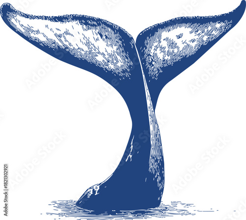 Whale tail sketch hand drawn style above water surface. Vector illustration