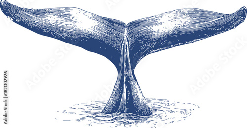 Whale tail, hand drawn sketch with detailed line art, diving marine mammal fluke. Vector illustration