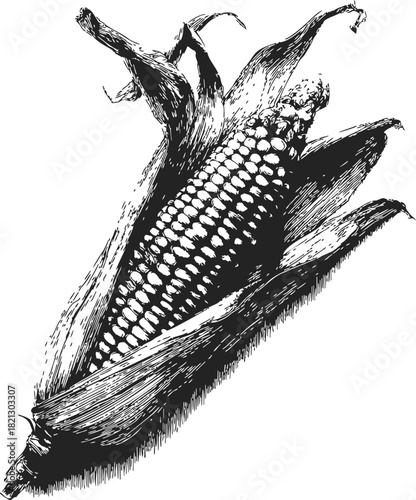 Corn ear, hand drawn sketch with detailed kernels and husks, black ink line art. Vector illustration