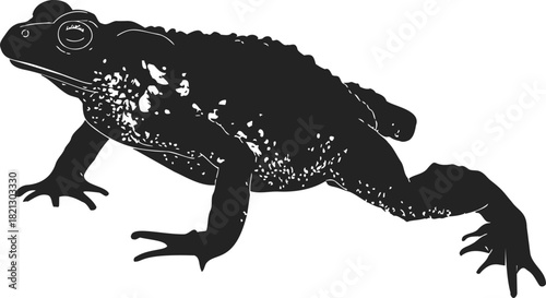 Toad sketch, hand drawn vector, detailed amphibian with warty skin in side view. Vector illustration