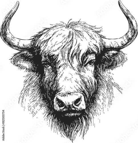 Highland cow head sketch, hand drawn vector, detailed shaggy fur and horns. Vector illustration