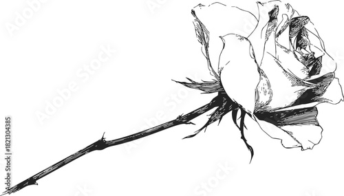 Rose flower sketch, hand drawn black and white botanical illustration with detailed stem. Vector illustration