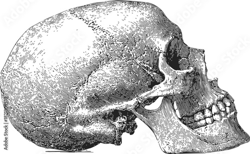 Human skull sketch, hand drawn vector, detailed lateral side view anatomy. Vector illustration