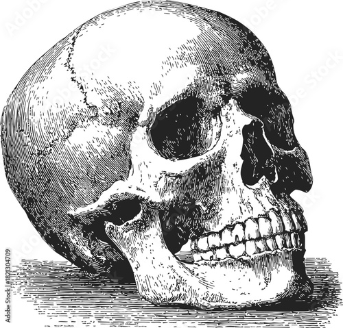 Human skull, hand drawn sketch, anatomical side view with detailed bone structure. Vector illustration