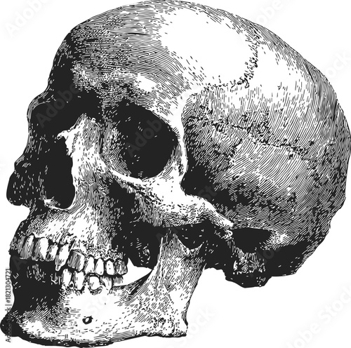 Human skull sketch, hand drawn vector, detailed lateral view with textured shading. Vector illustration