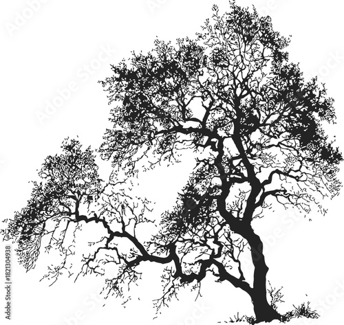 Tree silhouette sketch hand drawn with intricate branches and sparse leaves. Vector illustration
