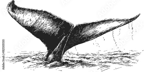 Whale tail sketch, hand drawn style, emerging from ocean water with splashes. Vector illustration