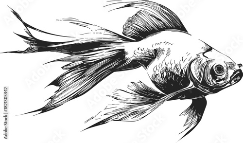 Goldfish sketch hand drawn with flowing fins in black and white. Vector illustration