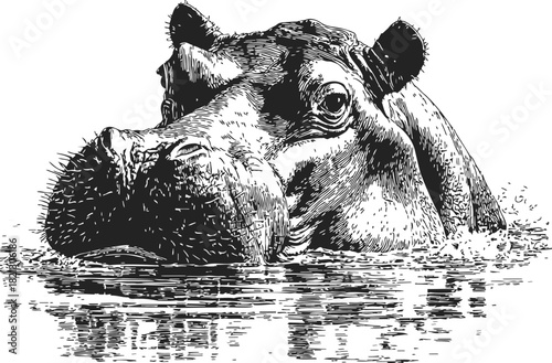 Hippopotamus, hand drawn sketch style, partially submerged in water with detailed line art. Vector illustration