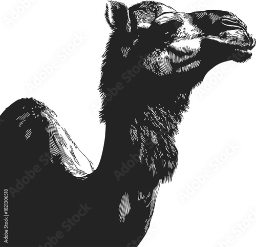 Camel sketch hand drawn portrait in black and white, detailed head and hump. Vector illustration