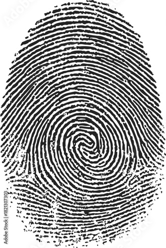 Fingerprint sketch, hand drawn style, detailed whorl pattern biometric identification. Vector illustration
