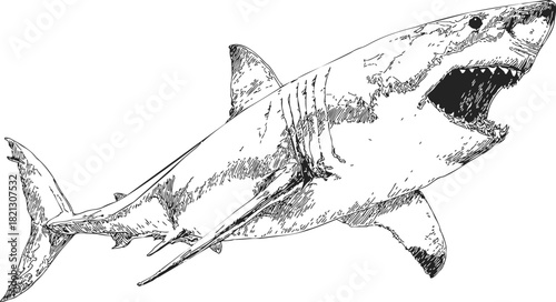 Shark sketch hand drawn with open mouth and detailed fins. Vector illustration