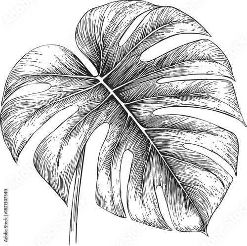 Monstera leaf sketch, hand drawn vector with detailed lines and natural splits. Vector illustration