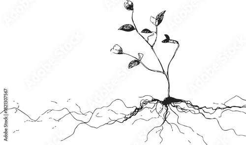 Plant roots hand drawn sketch showing underground root system and young stem. Vector illustration
