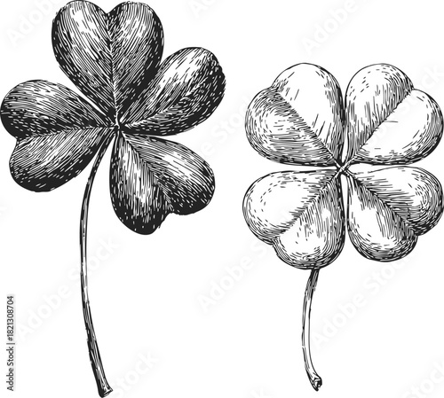 Four-leaf clover sketch, hand drawn botanical illustration with detailed leaves. Vector illustration