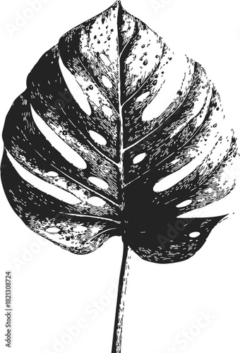 Monstera leaf sketch, hand drawn vector with detailed botanical shading. Vector illustration